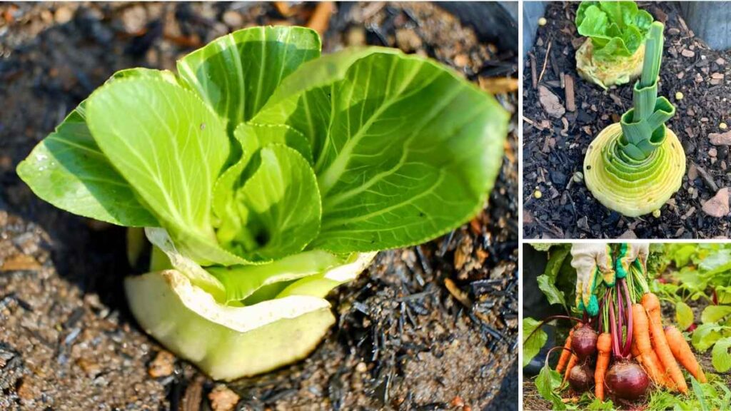 10 Kitchen Herbs You Can Regrow from Scraps