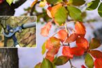 Autumn Tree Care: 7 Mistakes You’re Probably Making