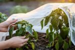 Frost-Proof Your Garden: Smart Tips Before the Chill Hits