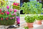 Herbs That Laugh at Frost: Grow These Indoors This Winter