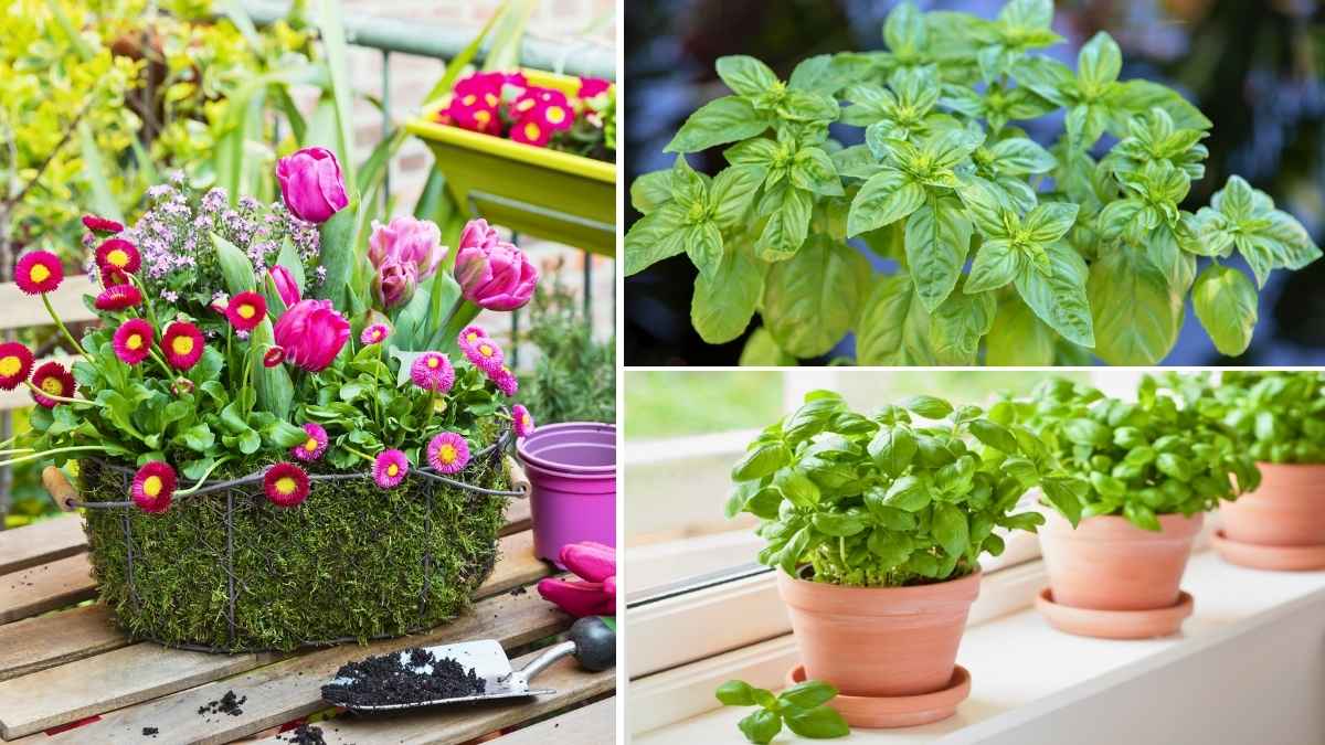 Herbs That Laugh at Frost: Grow These Indoors This Winter