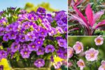 Low-Maintenance Plants That Practically Grow Themselves
