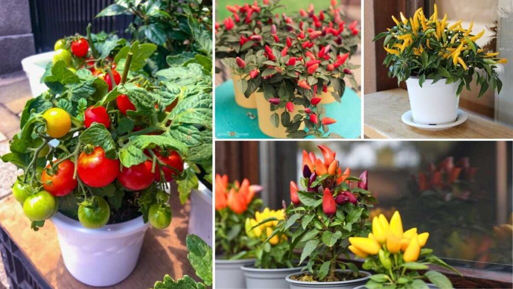 No Backyard? No Problem! Grow Veggies in Pots
