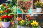 No Backyard? No Problem! Grow Veggies in Pots