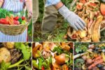 Zero-Waste Gardening: Regrow These Veggies from Scraps