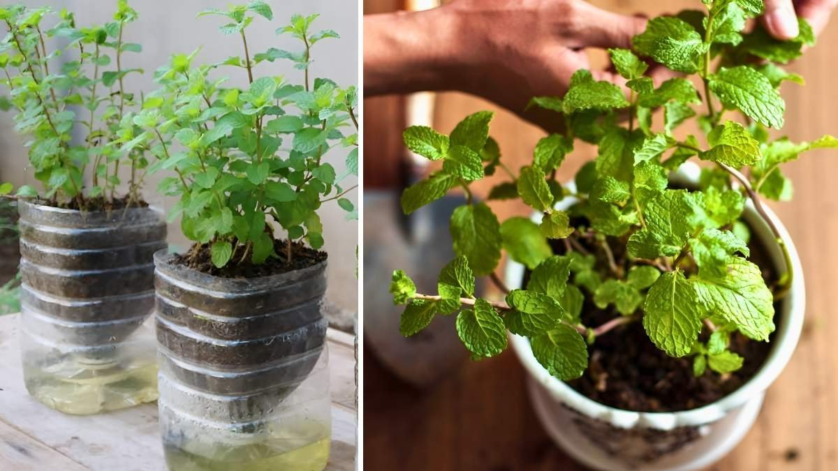 How to Grow Mint at Home: Easy Steps for Beginners