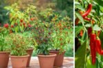 How to Grow Chili at Home: Easy Tips for a Spicy Harvest