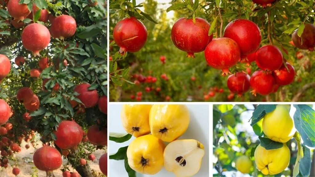 How to Grow and Enjoy Autumn Fruits in October–November