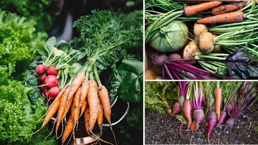 Top 5 Vegetables to Plant for a Winter-Ready Garden