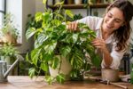 Epipremnum Plant Care: Easy Guide for Thriving Indoor Vines