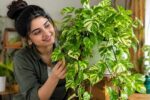 Pothos Plant Care: Easy Guide for Thriving Indoor Vines