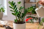 Zanzibar Gem Plant Care: Easy Guide for Thriving Indoor Plants