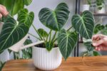 Heteroaridarum Plant Care Guide: Watering, Growth & Easy Propagation Tips