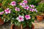 Anadendrum Plant Care Guide: Growing, Cultivation & Propagation Tips