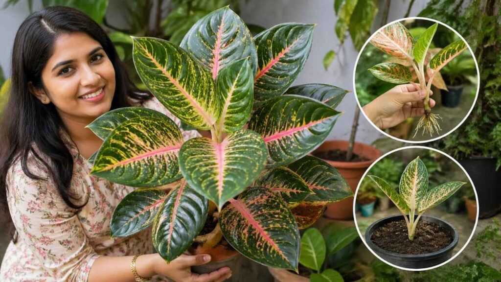 How to Grow Areae: Complete Tropical Plant Care, Propagation Tips & Growth Guide