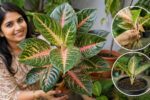 How to Grow Areae: Complete Tropical Plant Care, Propagation Tips & Growth Guide