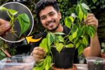 How to Grow Protarum: Complete Tropical Plant Care, Easy Propagation Methods & Growth Guide