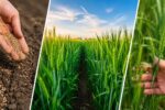 Rye Planting and Care: Step‑by‑Step Guide for Beginners