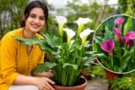 Arum Plant Care: Complete Guide to Planting and Blooming
