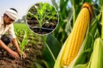 Maize Farming Guide: Step‑by‑Step Planting and Care Tips