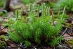 Lycophytes Plant Care: Complete Guide to Growth and Habitat