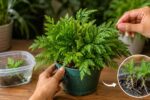 How to Grow Selaginella: Complete Care Guide, Propagation Tips & Healthy Growth Secrets