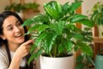 Filarum Plant Care: Complete Guide for Soil, Watering, and Light