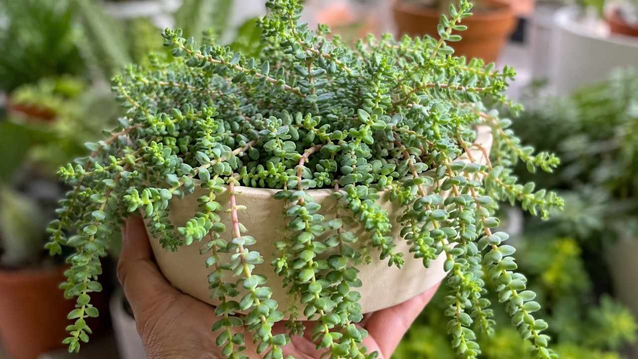 Wigginsia Plant Care Guide: How to Grow, Water & Propagate Healthy Succulents