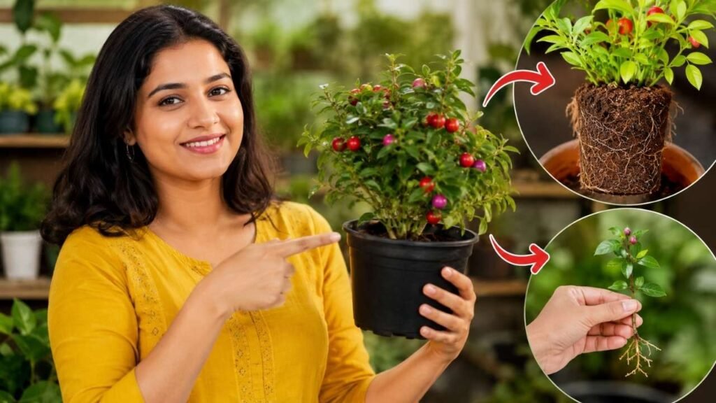Malacocarpus Care Guide: Complete Growing, Soil, Watering & Propagation Tips