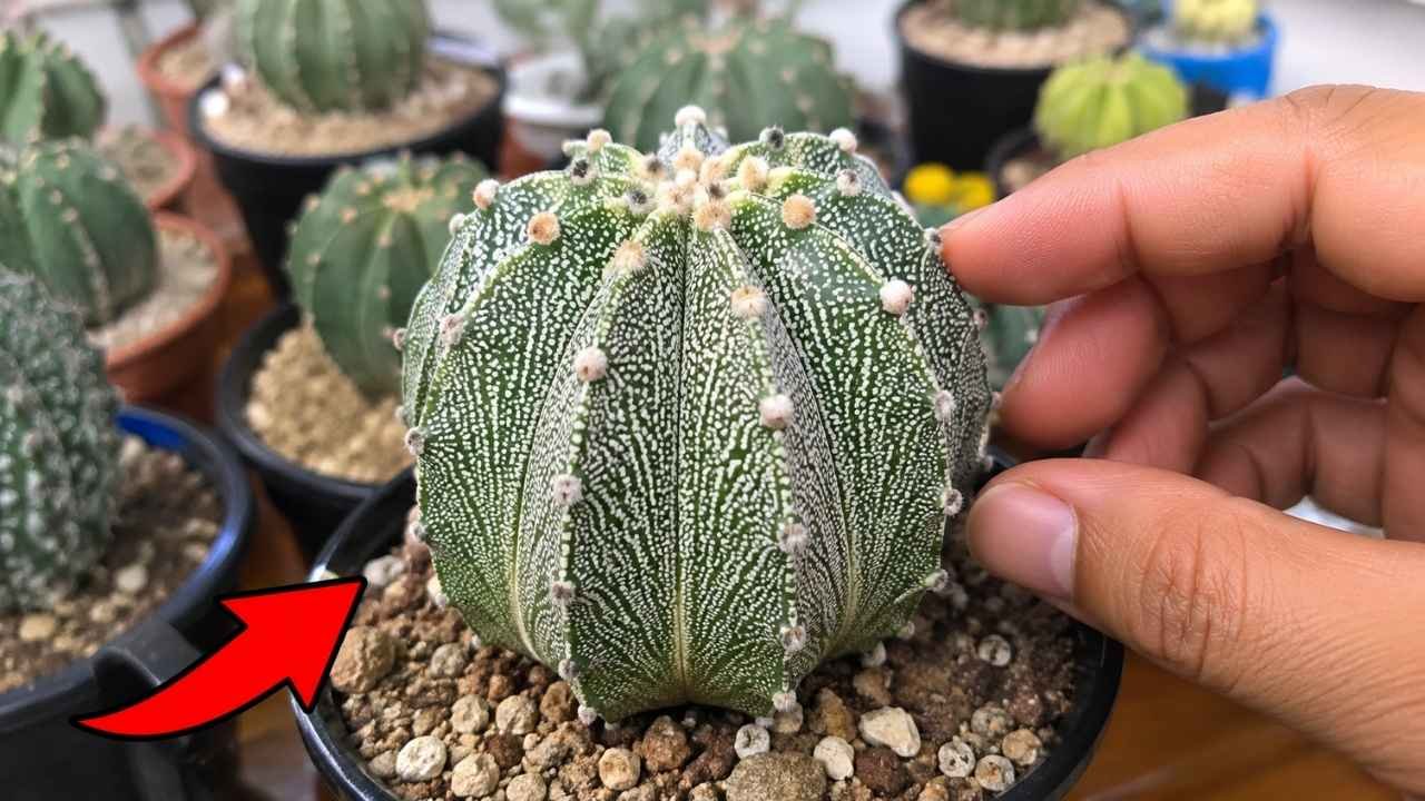 Aztekium Cactus Care Guide: Rare Succulent Growing, Propagation & Expert Tips