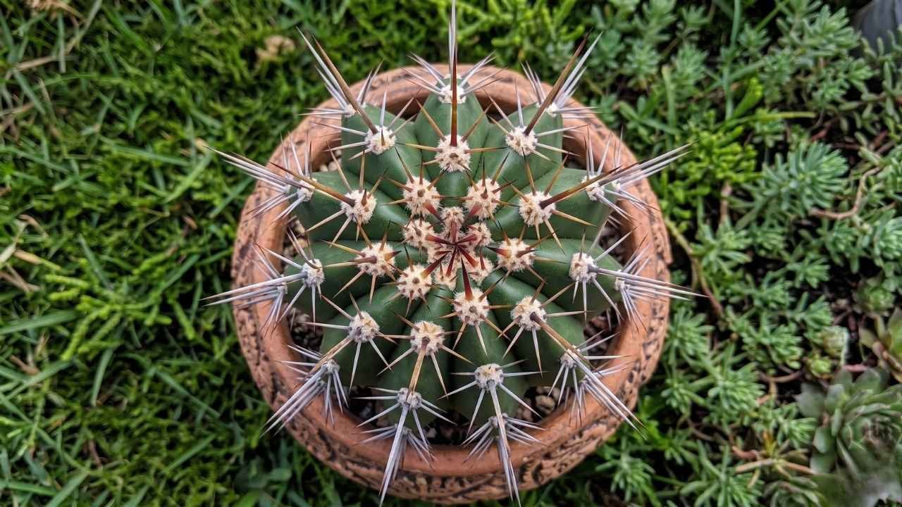 Ariocarpus Cactus Care Guide: Expert Soil, Watering & Cultivation Tips for Healthy Growth