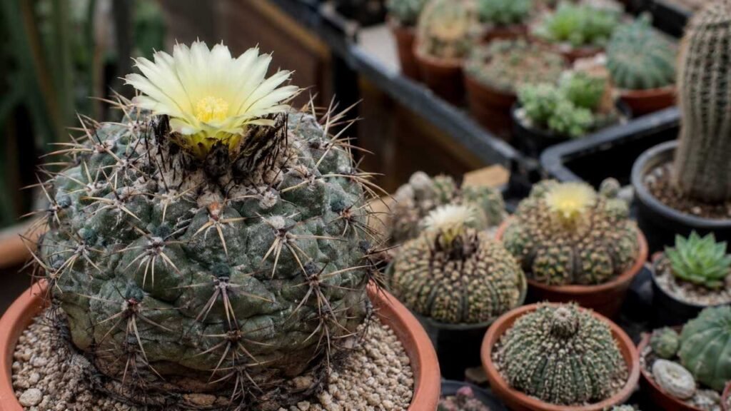 Copiapoa Cactus Care Guide: Rare Chilean Succulent Varieties & Expert Growing Tips