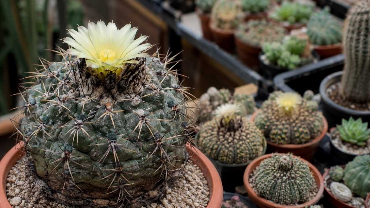 Copiapoa Cactus Care Guide: Rare Chilean Succulent Varieties & Expert Growing Tips